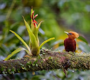 Un piccolo uccello appollaiato su un ramo d'albero