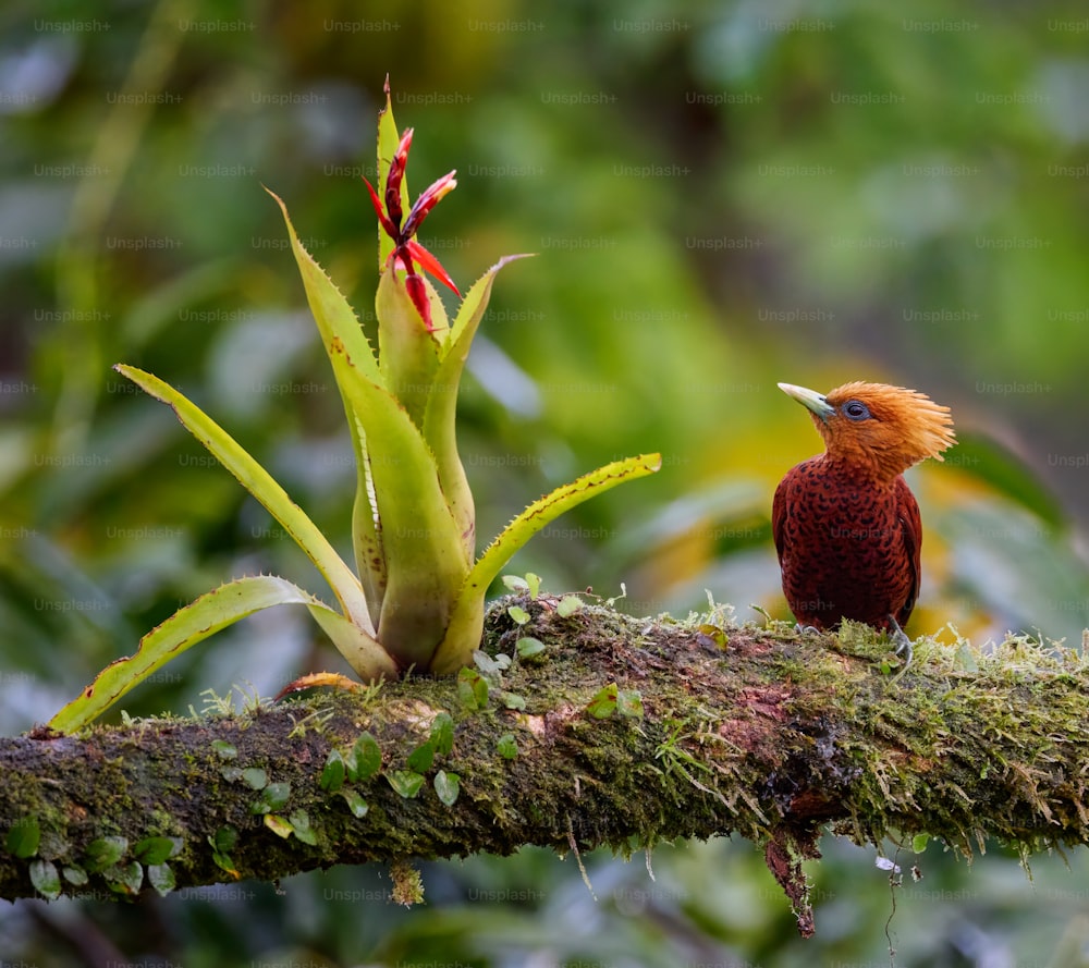 a small bird perched on a tree branch