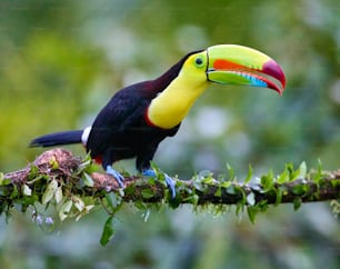 a colorful toucan perched on a branch