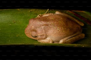 ein Frosch, der sich auf ein Blatt legt