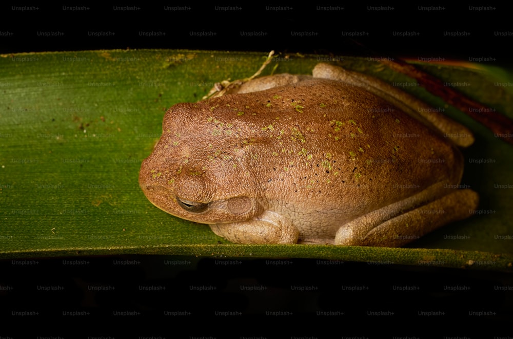 a frog that is laying down on a leaf