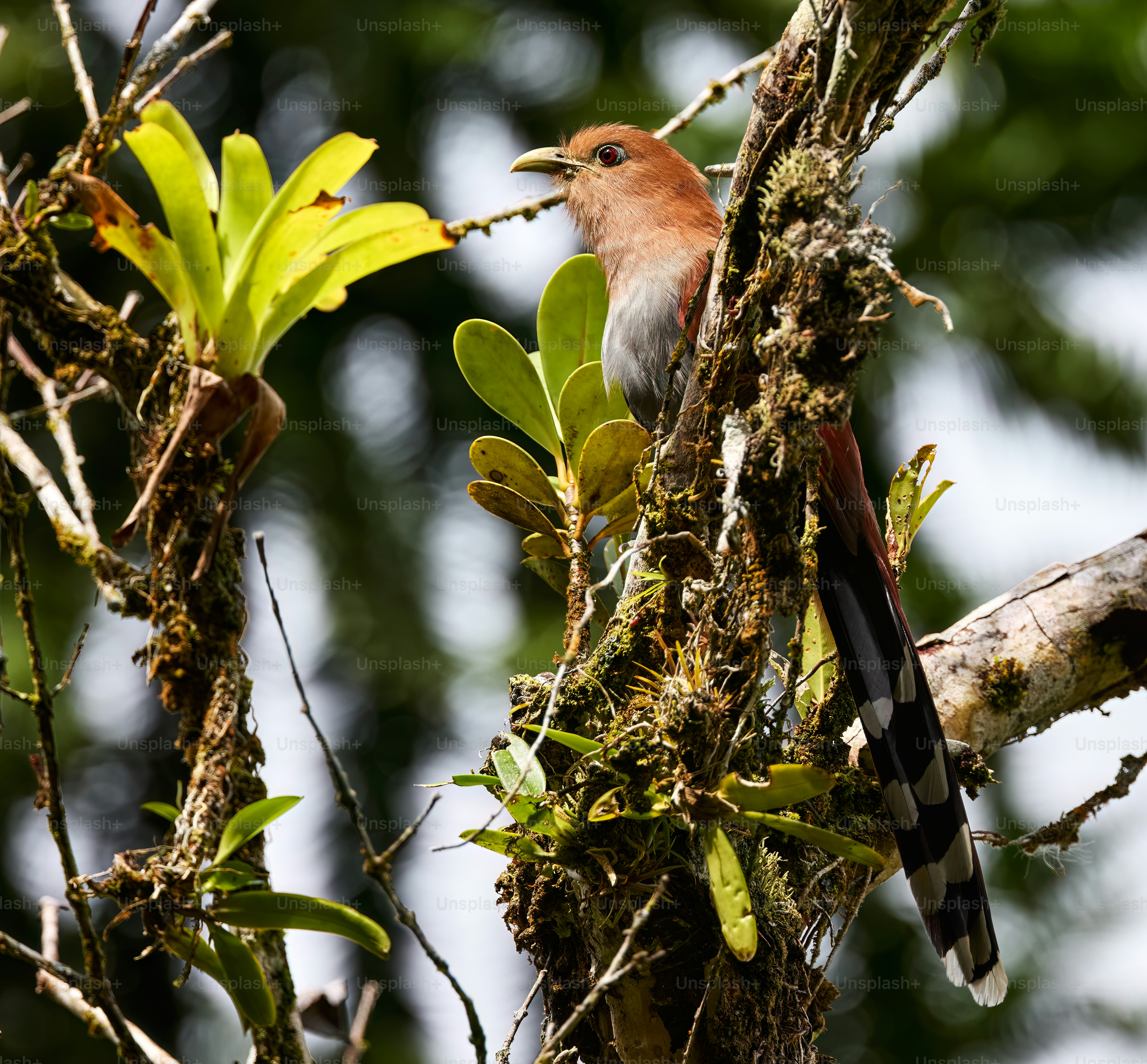 a bird is perched on a tree branch