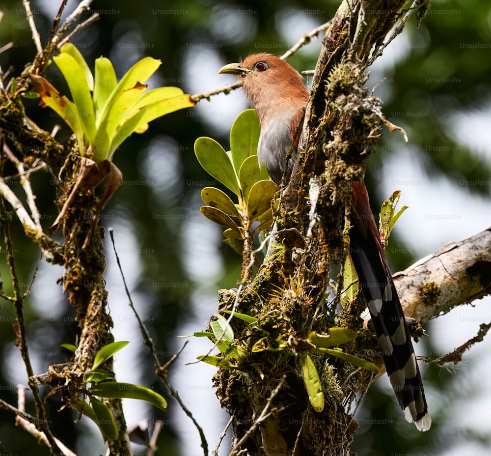a bird is perched on a tree branch