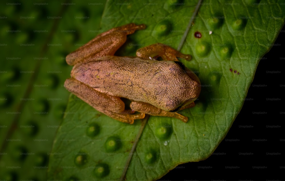 ein brauner Frosch, der auf einem grünen Blatt sitzt