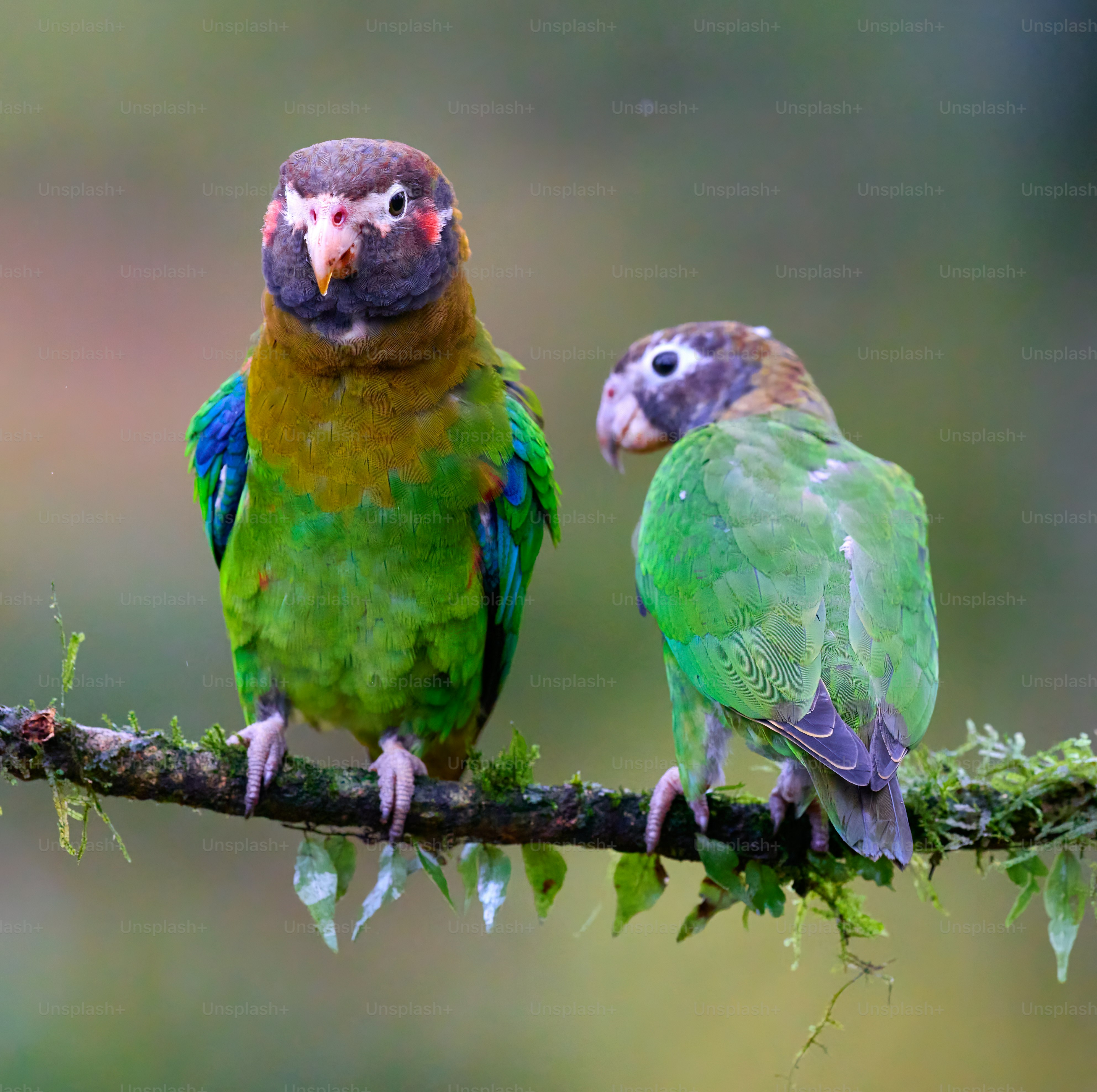 a couple of birds sitting on top of a tree branch