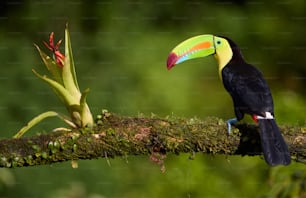 a toucan sitting on a branch next to a plant