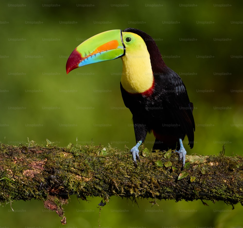 a colorful toucan perched on a tree branch