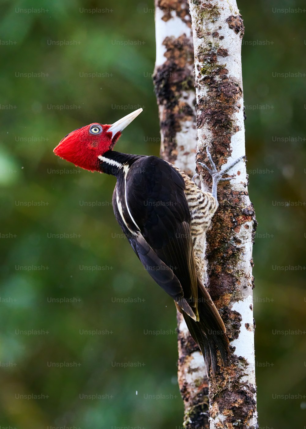 Um pássaro vermelho e preto está de pé em uma árvore