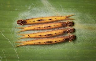 um close up de um monte de insetos em uma folha
