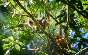 um casal de macacos pendurados em uma árvore