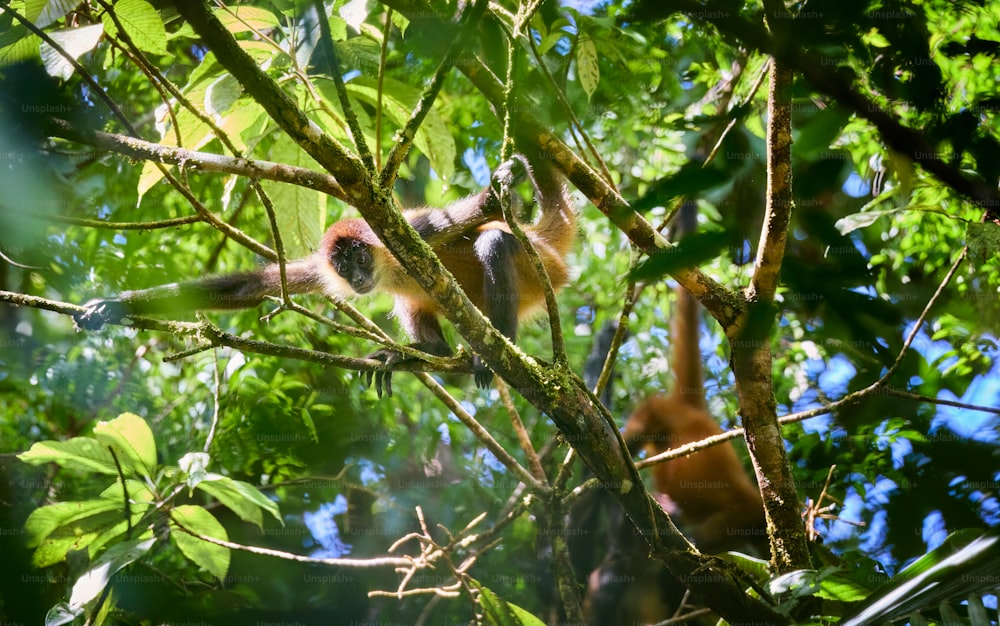 a couple of monkeys hanging in a tree