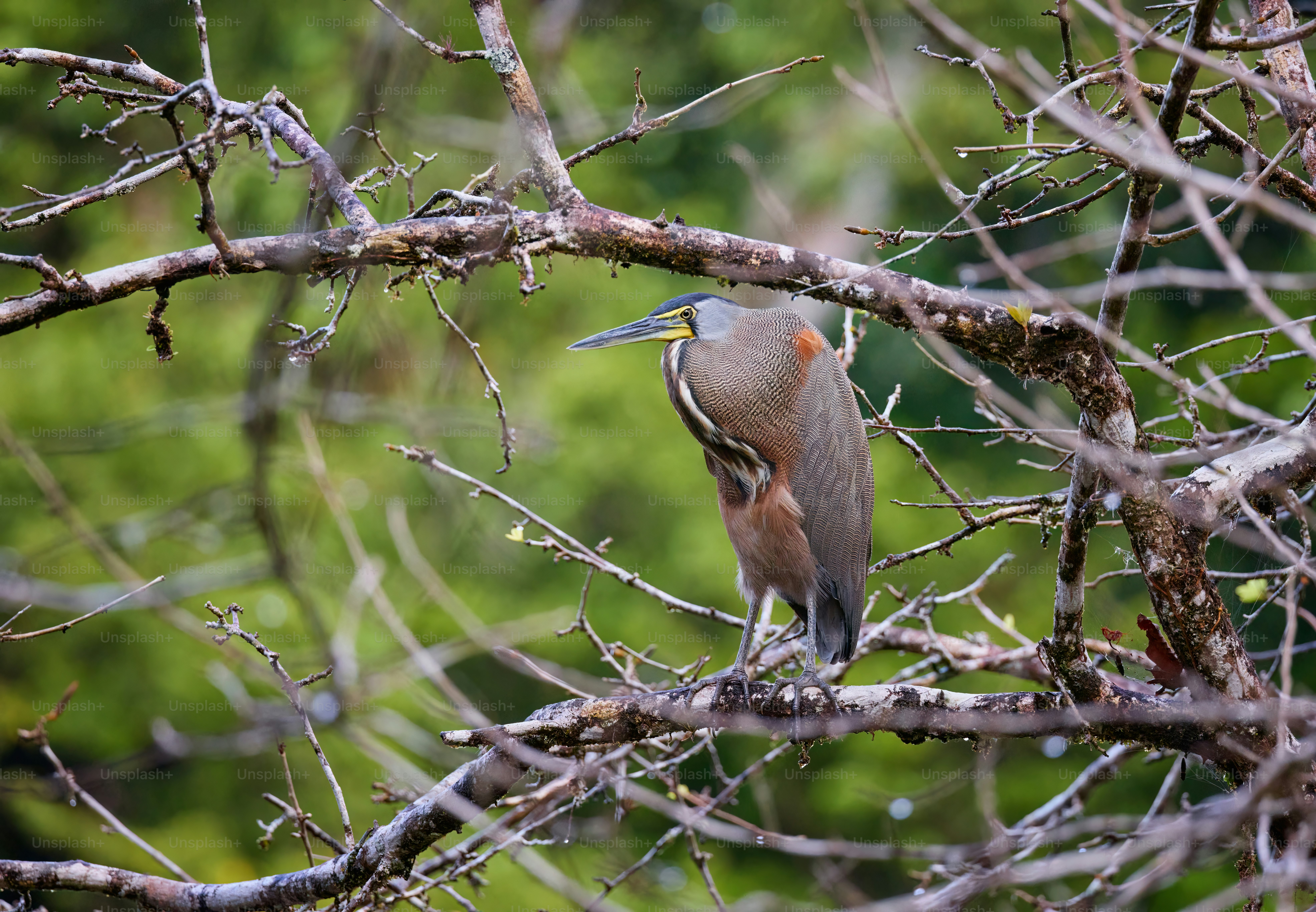 鳥と木の枝 昼間、木の枝にとまる黄色と黒の鳥の写真 – Unsplashの鳥の無料画像