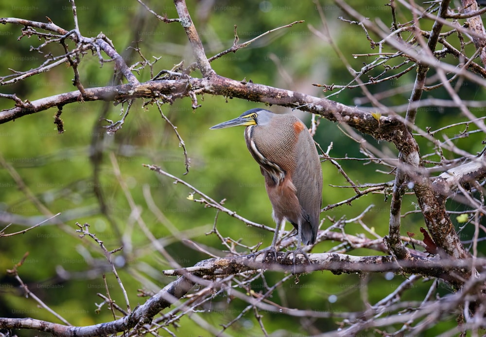 Un pájaro está posado en la rama de un árbol