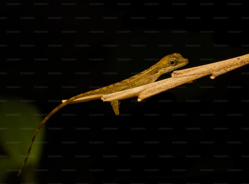 Un lagarto sentado en una rama en la oscuridad