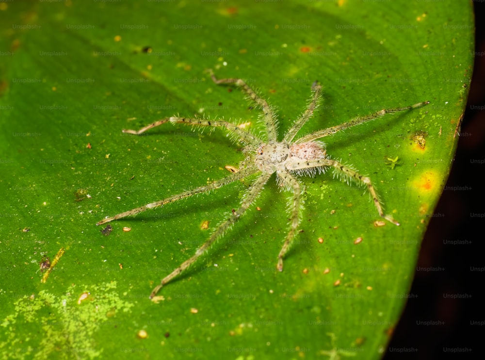a close up of a spider on a green leaf