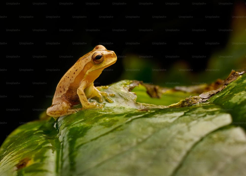 a frog is sitting on a green leaf