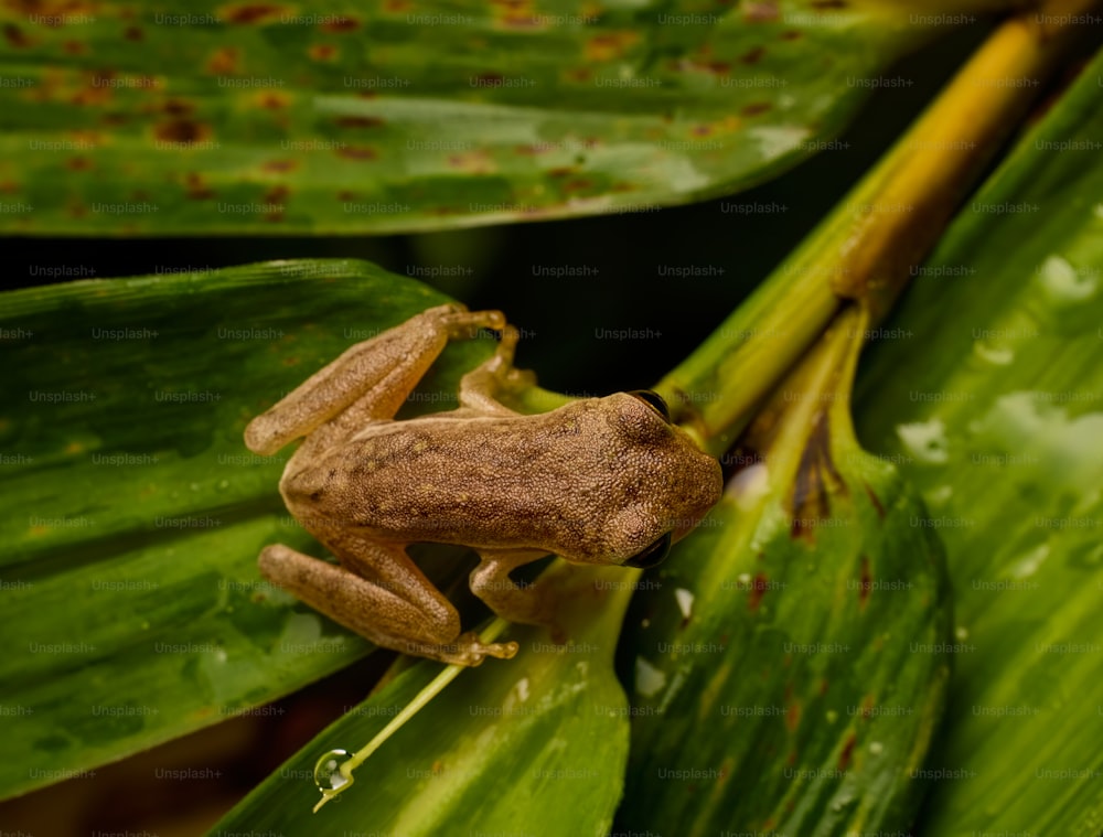 Una rana marrón sentada encima de una hoja verde