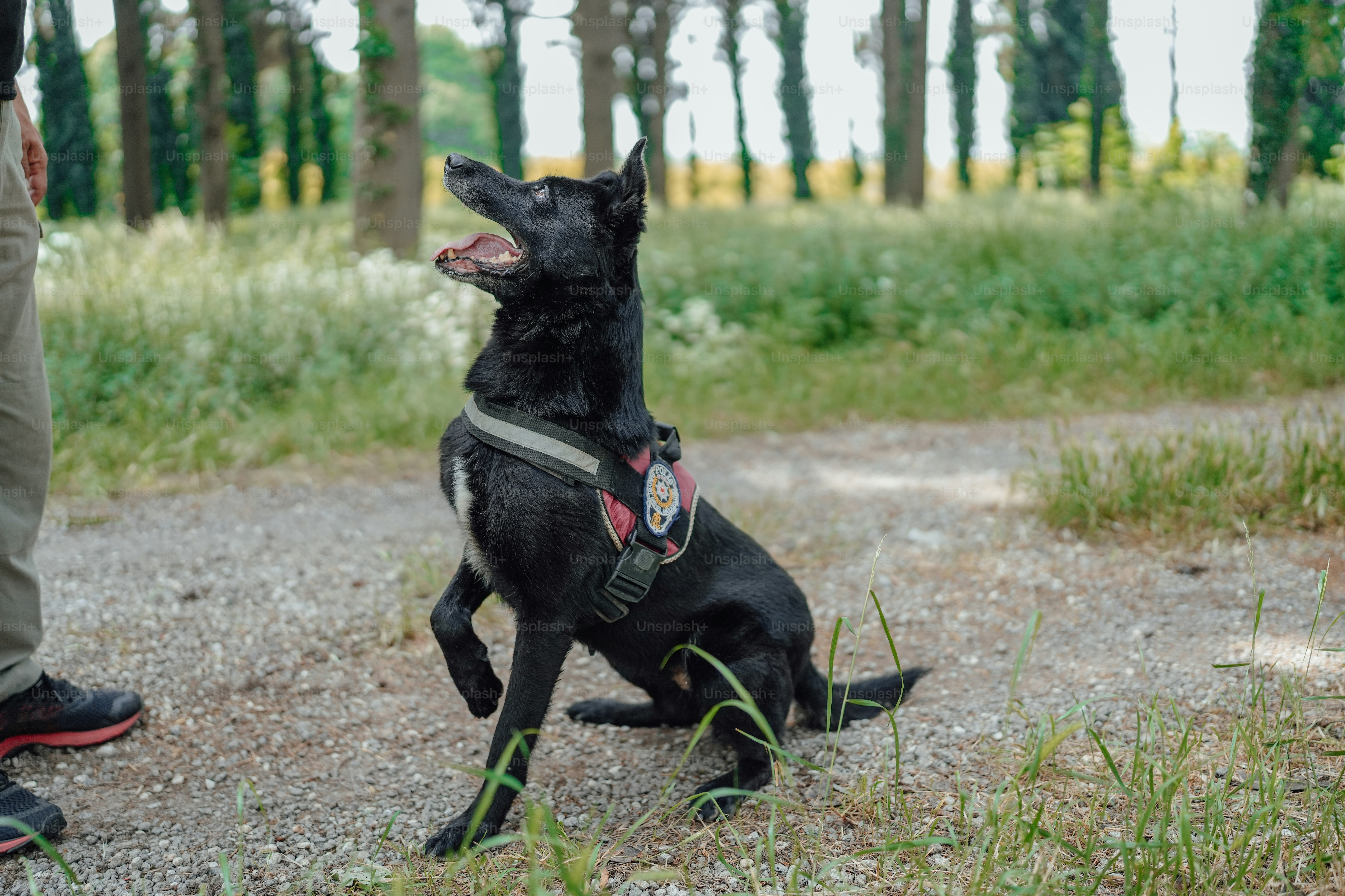 a black dog sitting on top of a gravel road