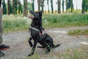a black dog sitting on top of a gravel road