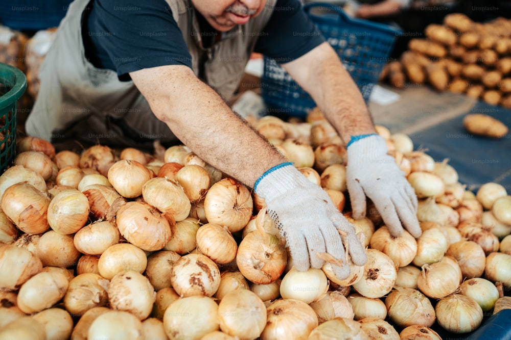 Ein Mann in einem blauen Hemd und weißen Handschuhen sammelt Zwiebeln