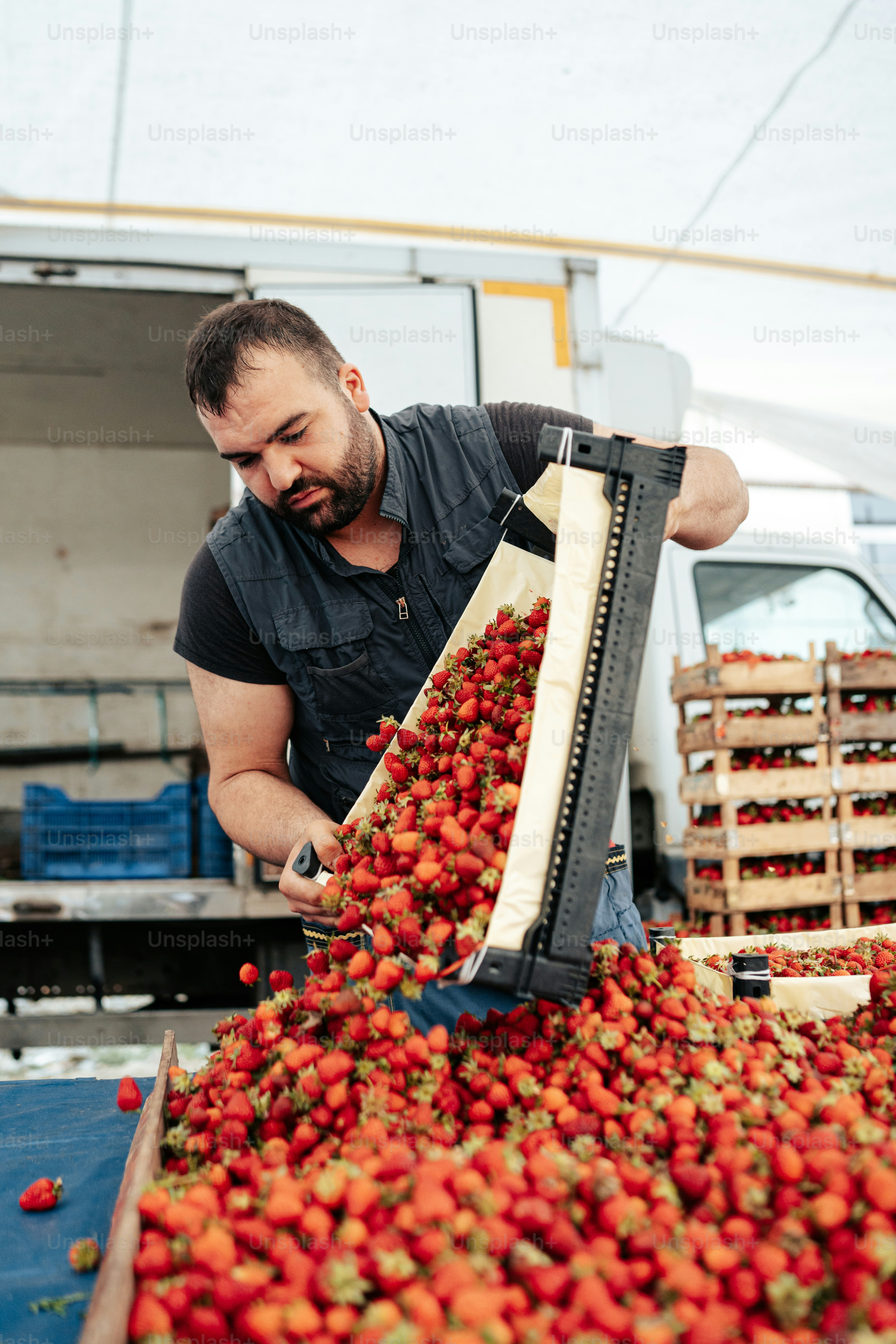 Un uomo sta smistando le fragole in un cestino