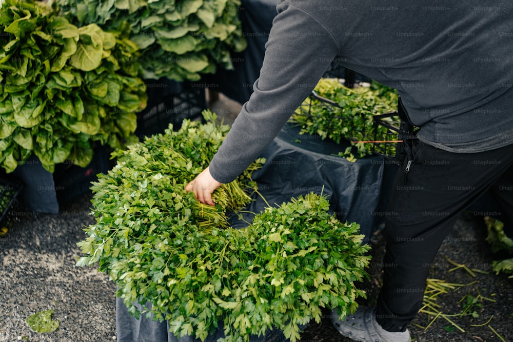a man is picking up a bunch of plants