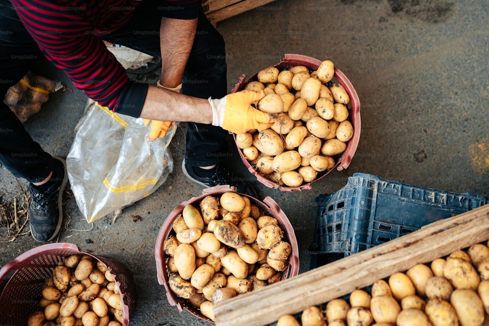 Un homme tenant un seau plein de pommes de terre