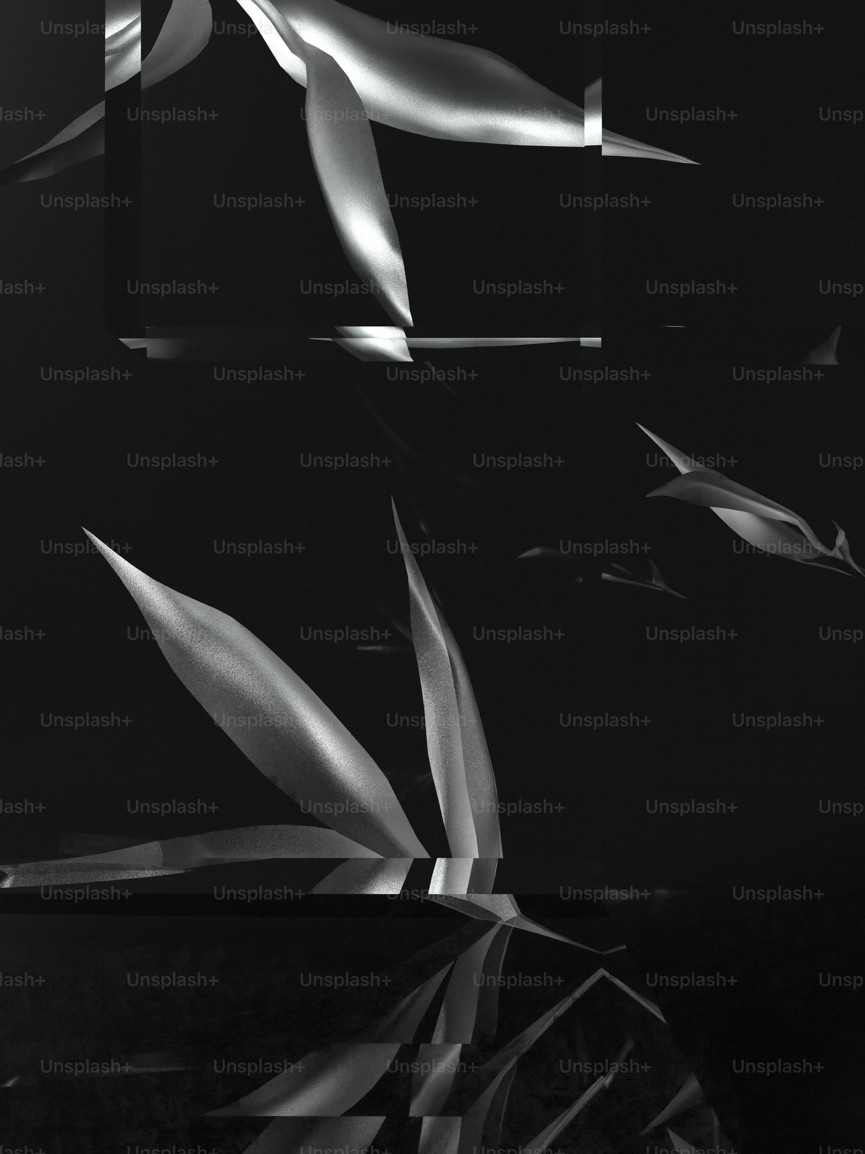 a black and white photo of a plant