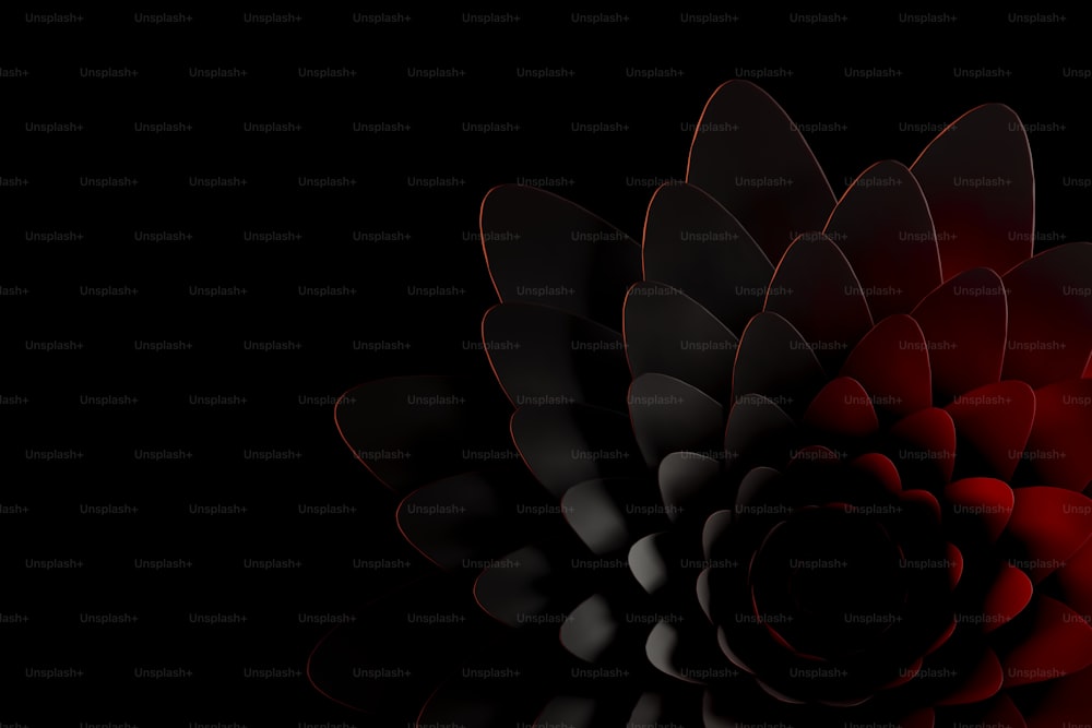 a red and black flower on a black background