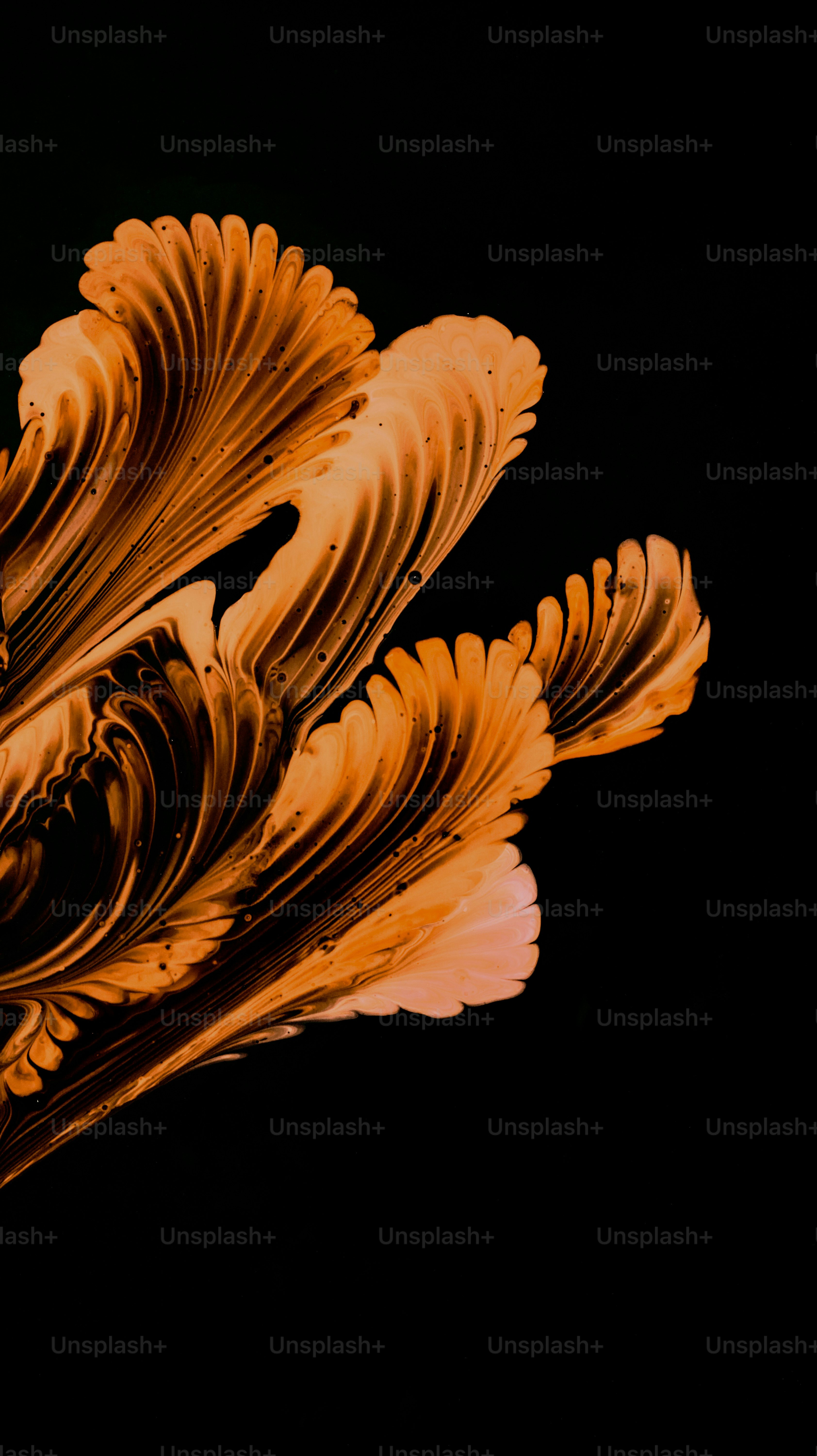 cận cảnh một bông hoa trên nền đen