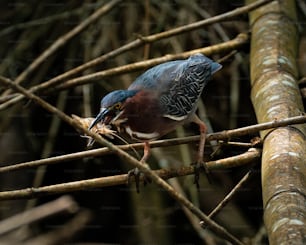 um pássaro azul e verde empoleirado em um galho de árvore