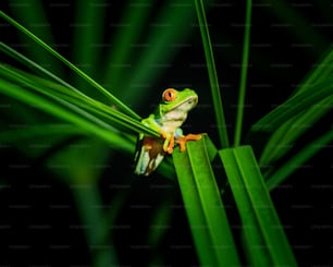 緑の葉の上に座っているカエル