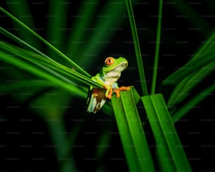 a frog sitting on top of a green leaf