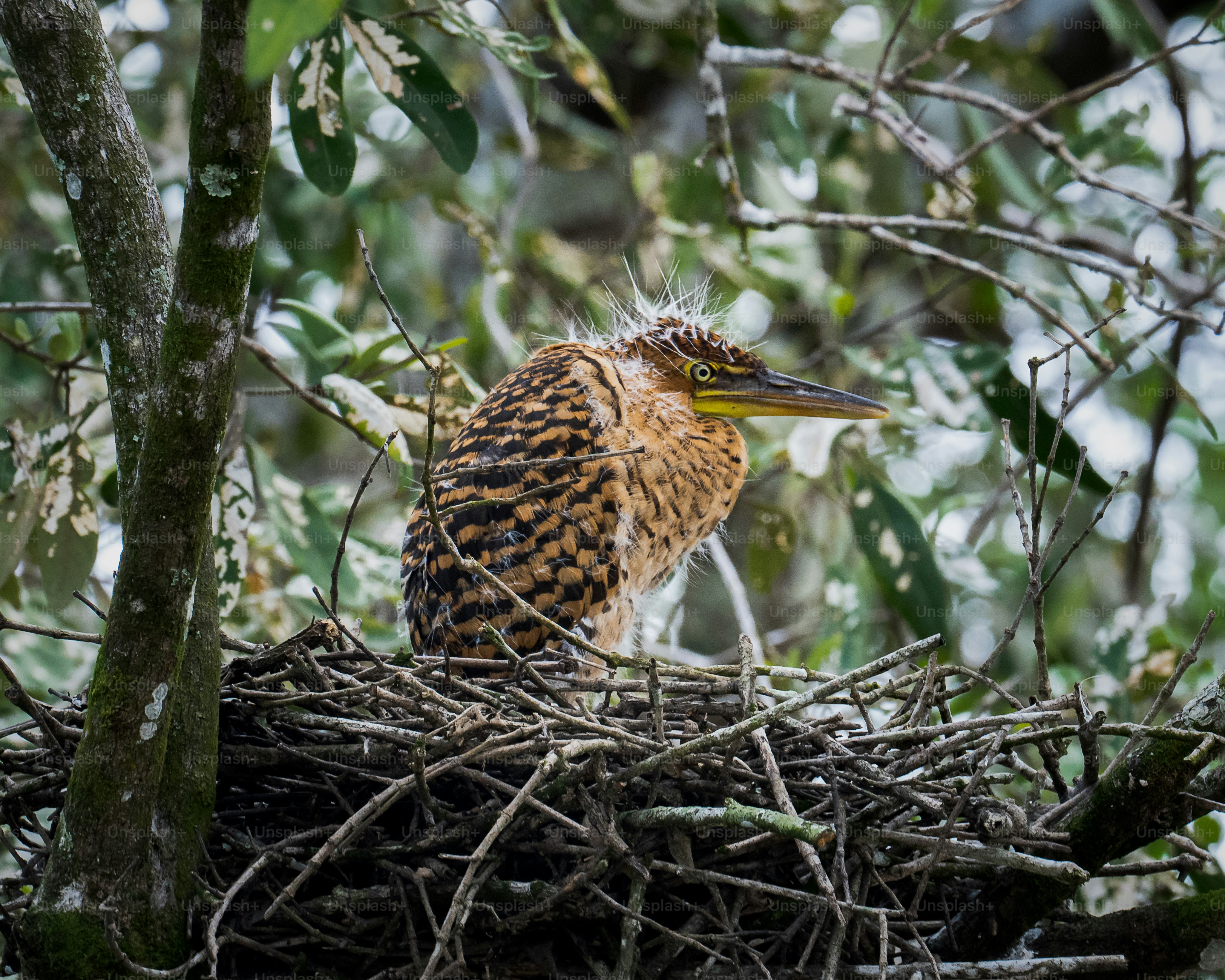 Best Bird Nest Pictures [HD] | Download Free Images on Unsplash