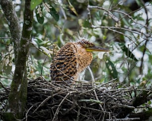 a bird sitting on top of a nest in a tree