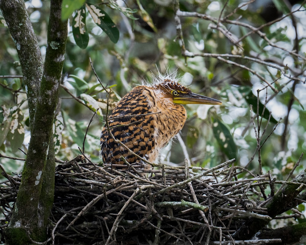 a bird sitting on top of a nest in a tree