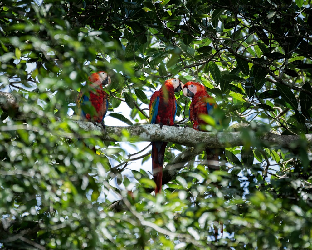 two parrots sitting on a branch in a tree