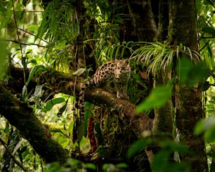 um leopardo no meio de uma selva