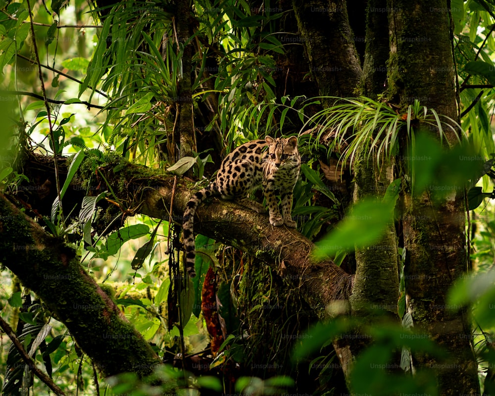 a leopard in the middle of a jungle