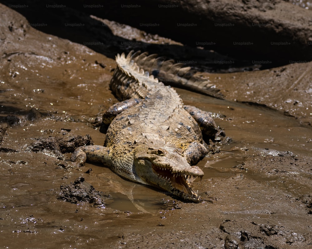 a large alligator is laying in the mud