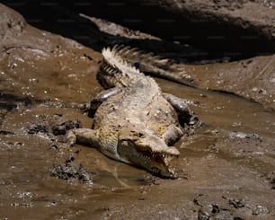 a large alligator is laying in the mud