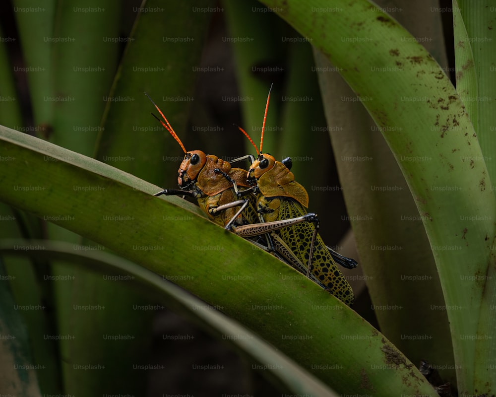 um par de insetos sentados em cima de uma planta verde