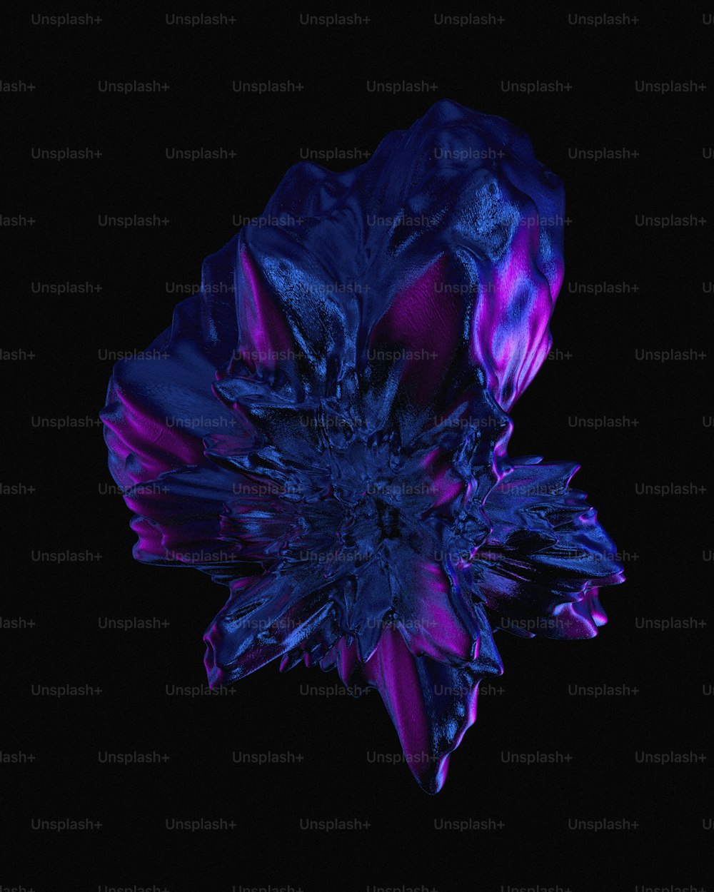 eine blaue und violette Blume auf schwarzem Hintergrund