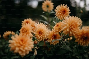 ein Strauß gelber Blumen, die an einem Strauch hängen