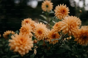 a bunch of yellow flowers that are on a bush