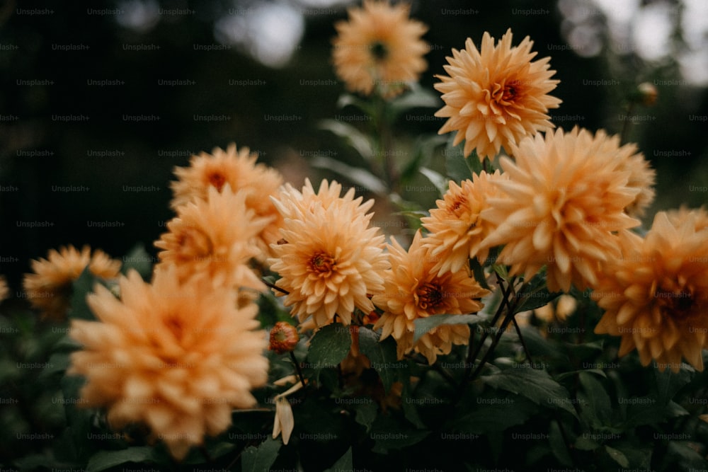 un bouquet de fleurs jaunes qui sont sur un buisson