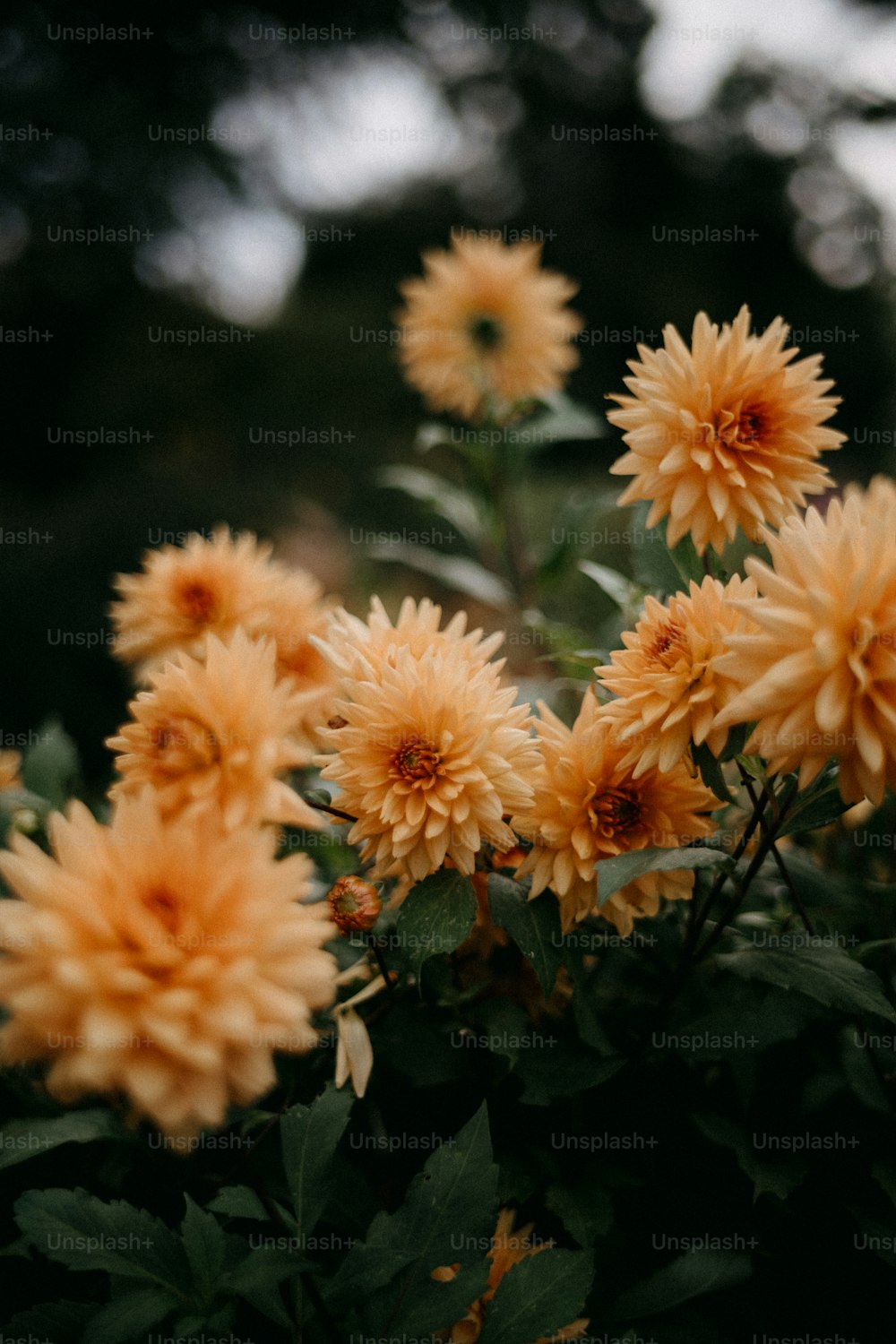 a bunch of yellow flowers that are on a bush