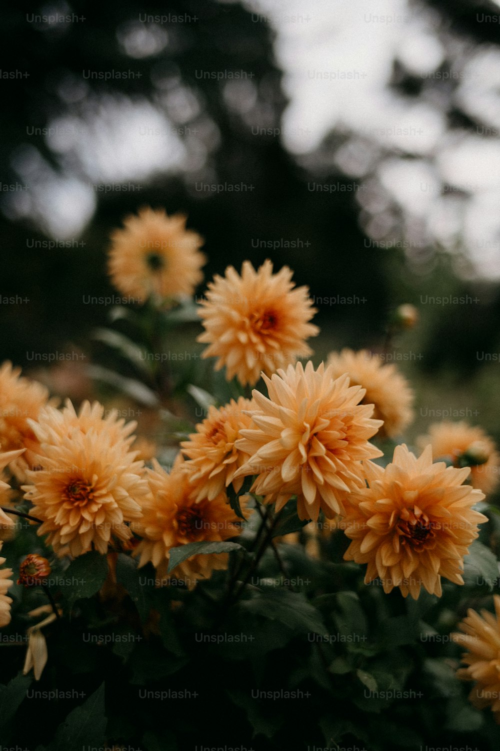 ein Strauß gelber Blumen, die an einem Strauch hängen