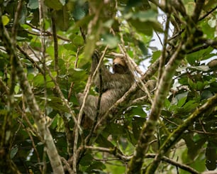 Un bradipo appeso a un ramo di un albero in una foresta