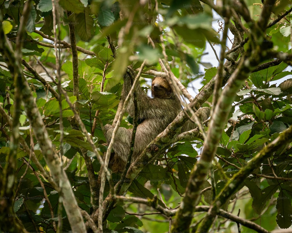 a sloth hanging from a tree branch in a forest